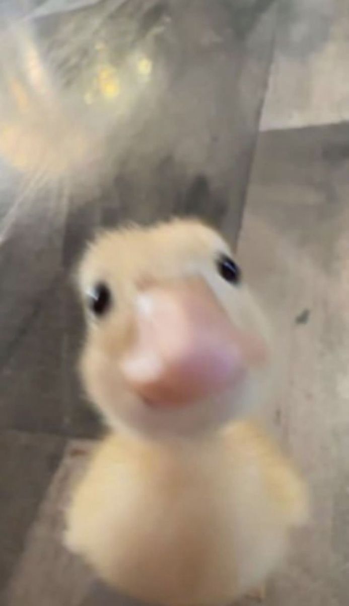 anime duck pfp concepts