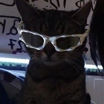 artistic cat with glasses social media images