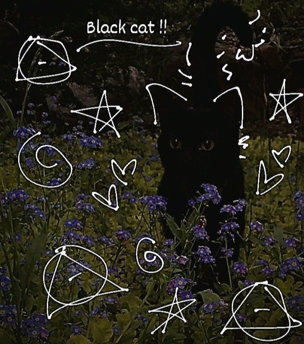 black cat pfp 0023