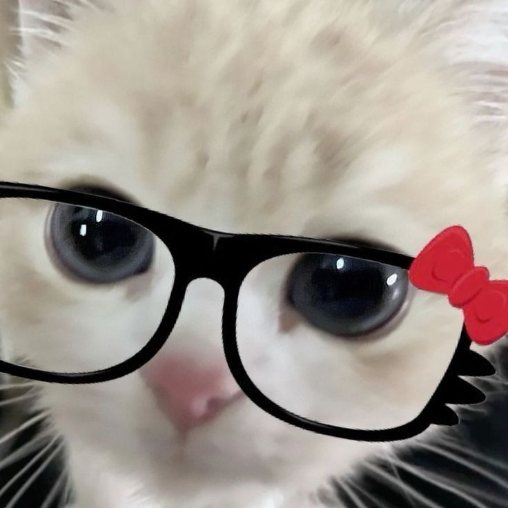 cat with glasses pfp images