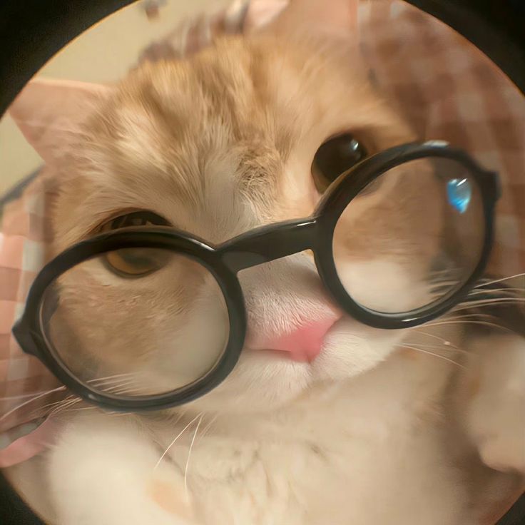 cat with glasses pfp 0022