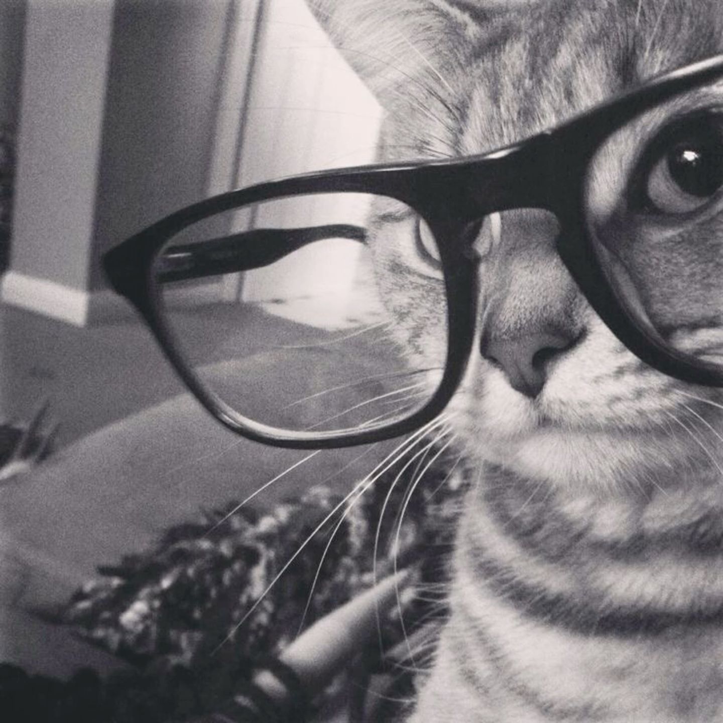 cat with glasses pfp 0023