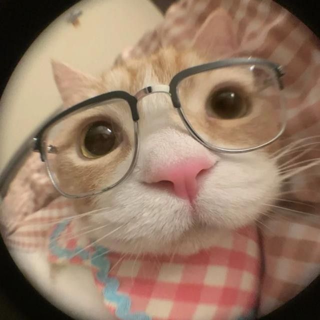 cat with glasses pfp 0024