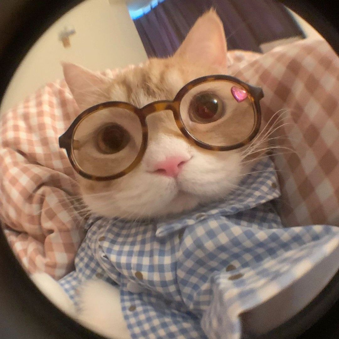 cat with glasses pfp 0025