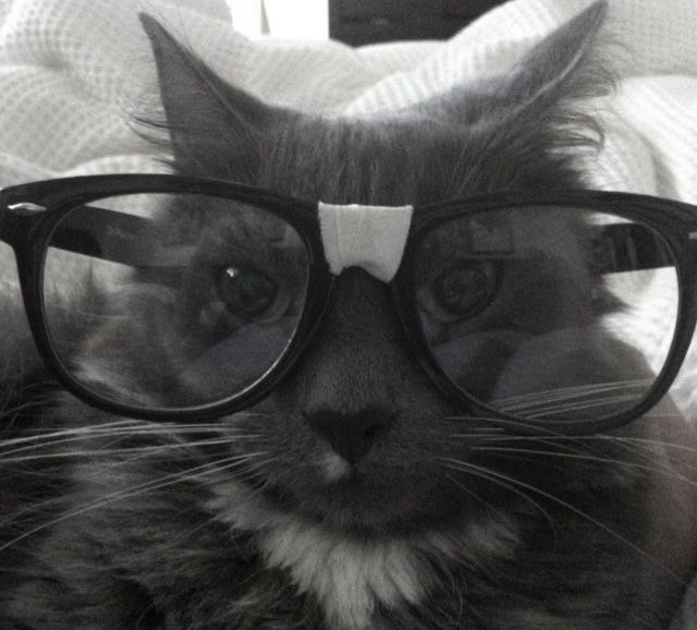 cat with glasses pfp 0029