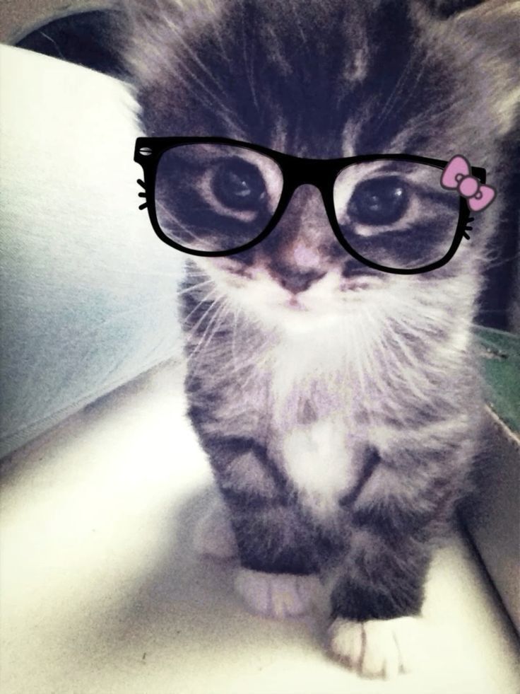 cat with glasses pfp 0031