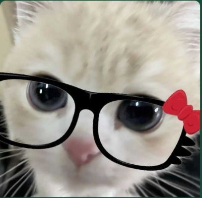 cat with glasses pfp 0032