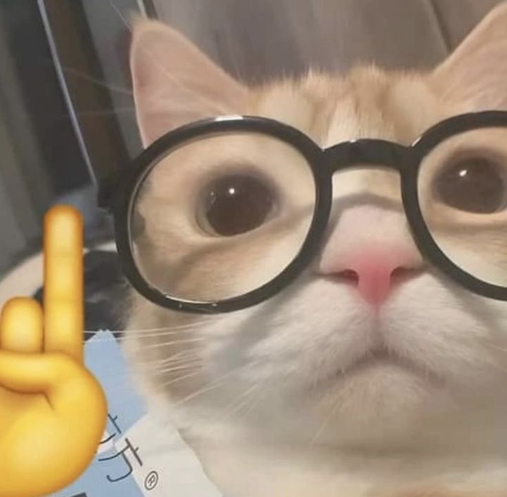 cat with glasses pfp 0033