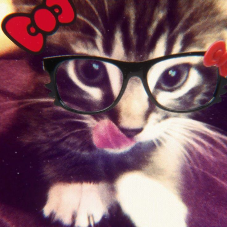 cat with glasses pfp 0034