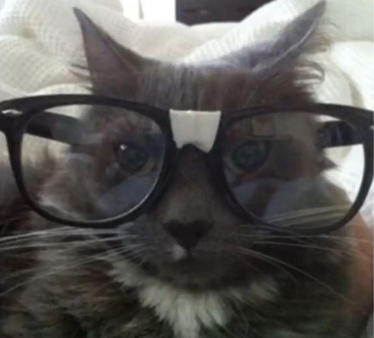 cat with glasses pfp 0035