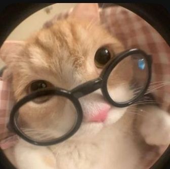 cat with glasses pfp 0036