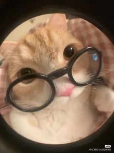 cat with glasses pfp 0037