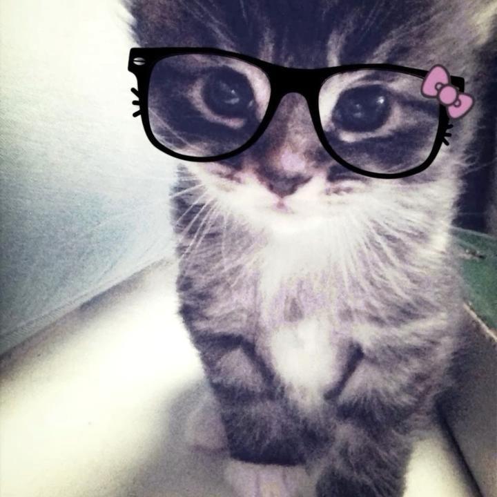 cat with glasses pfp 0041