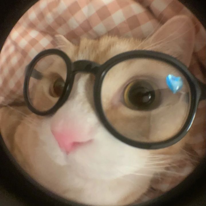 cat with glasses pfp 0043