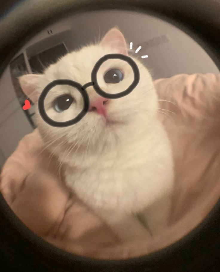 cat with glasses pfp 0047