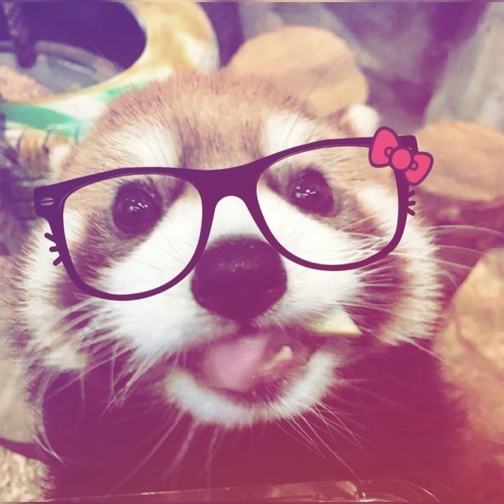 cat with glasses pfp 0049