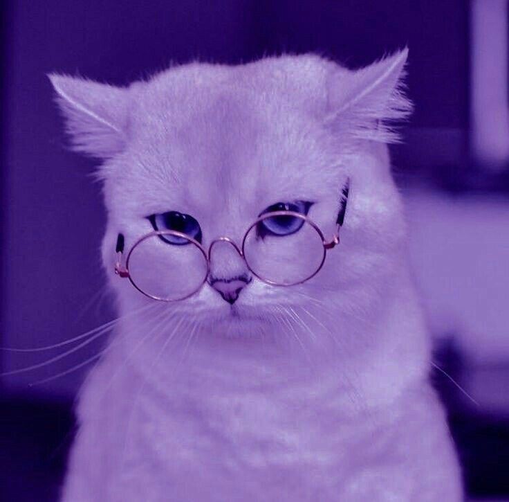 cat with glasses pfp 0054