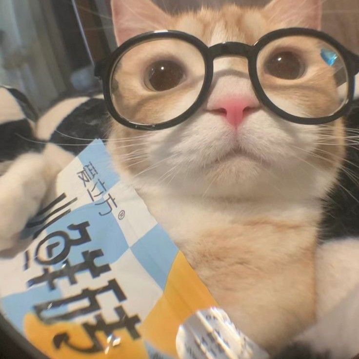 cat with glasses pfp 0055