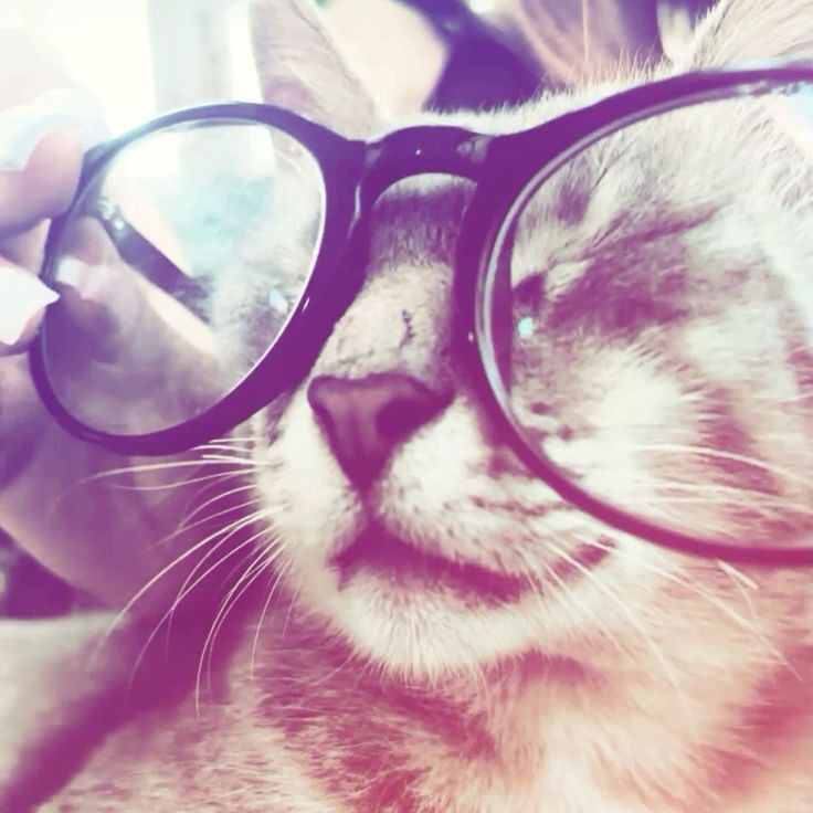 cat with glasses pfp 0056