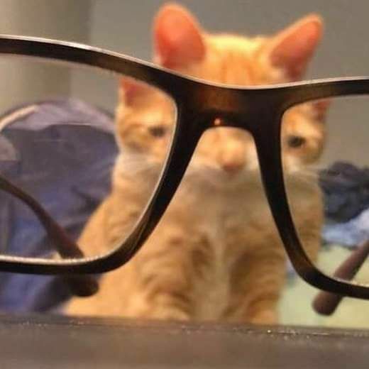 cat with glasses pfp 0058