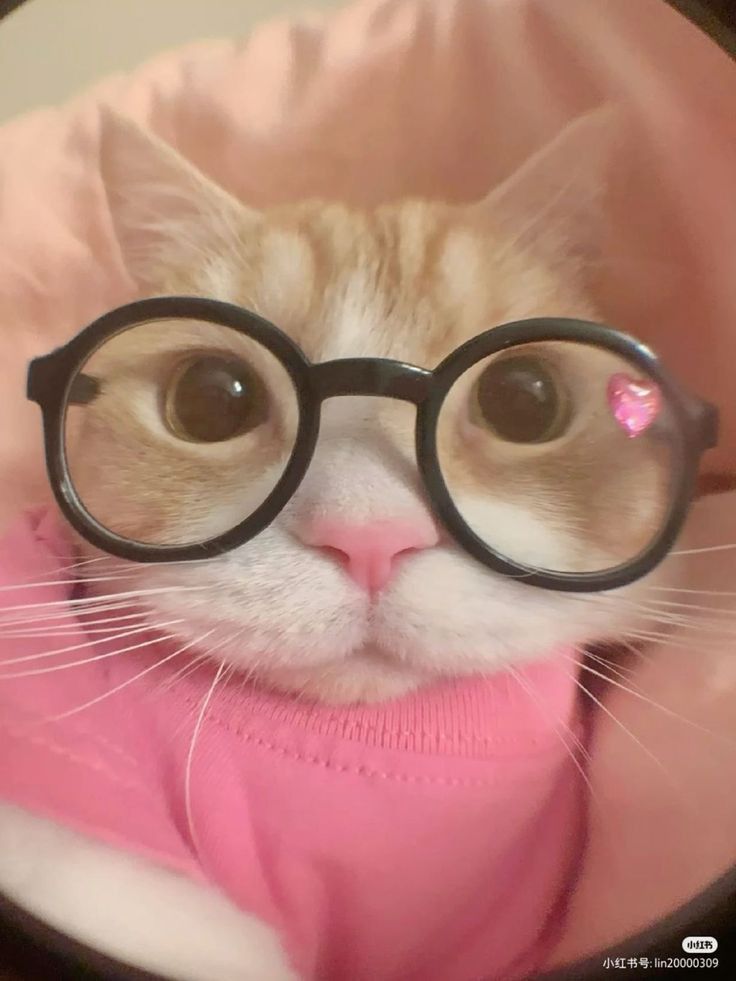 cat with glasses pfp 0061