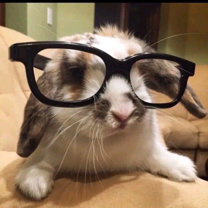 cat with glasses pfp 0063