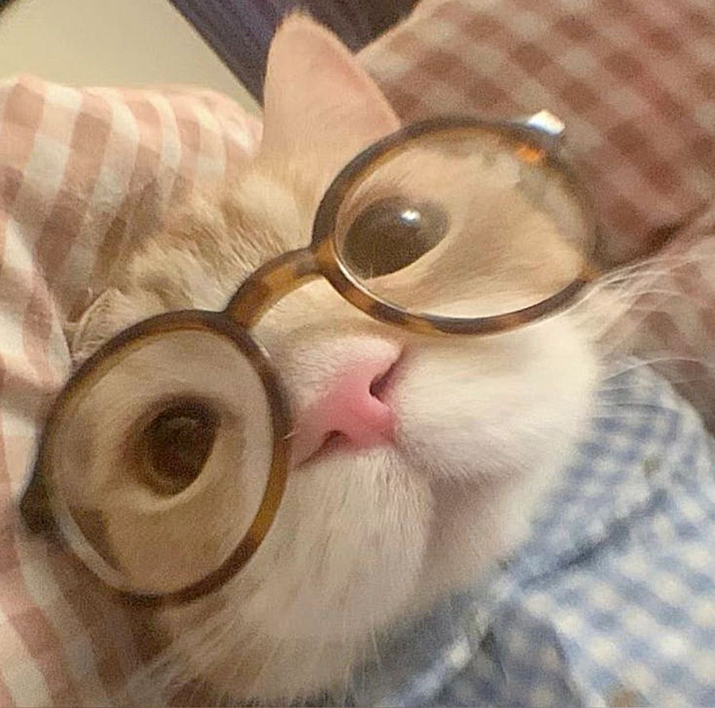 cat with glasses pfp 0065