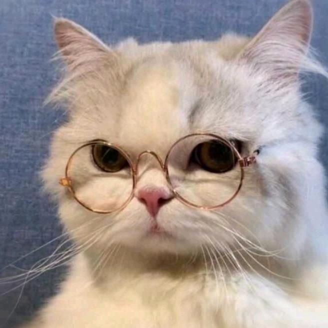 cat with glasses pfp 0066