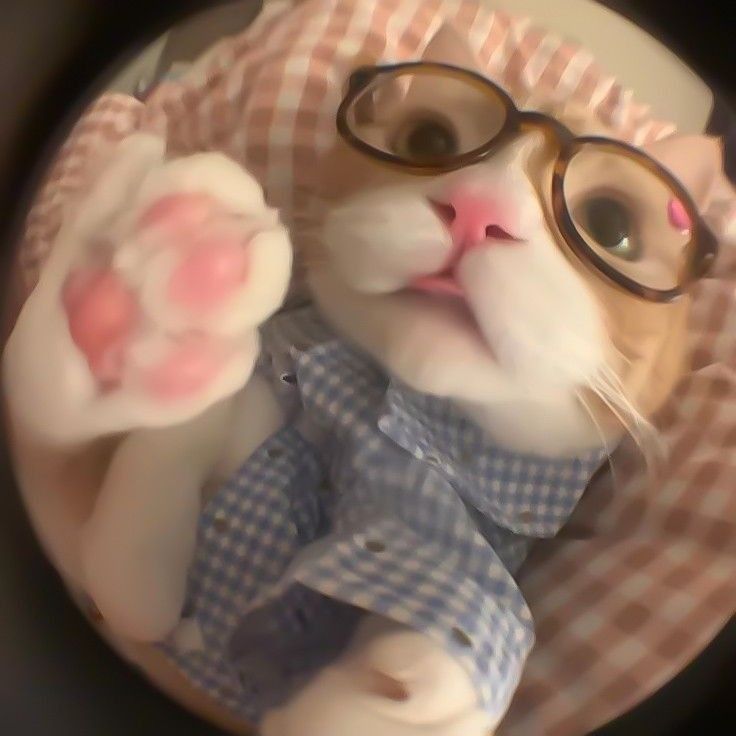 cat with glasses pfp 0071