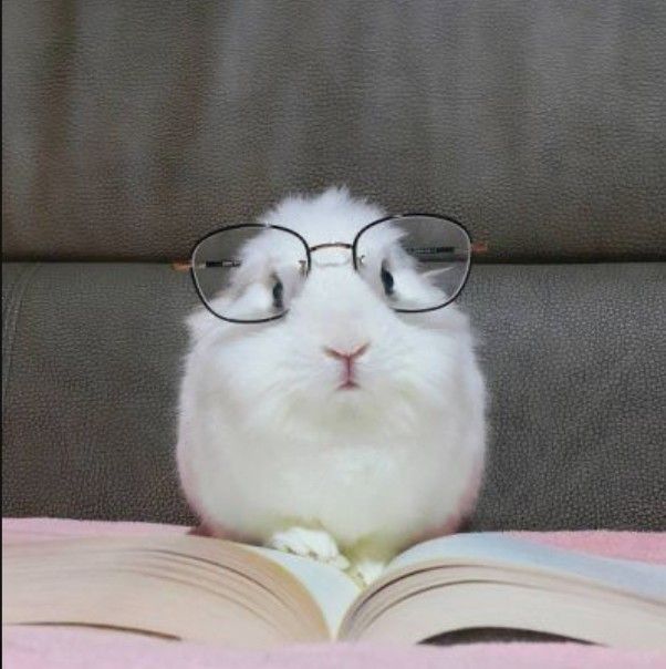 cat with glasses pfp 0074