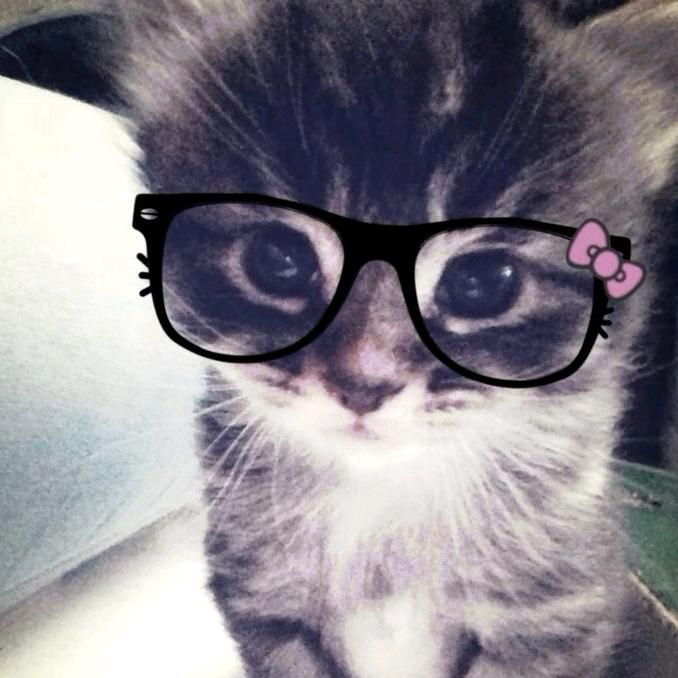 cat with glasses pfp 0088