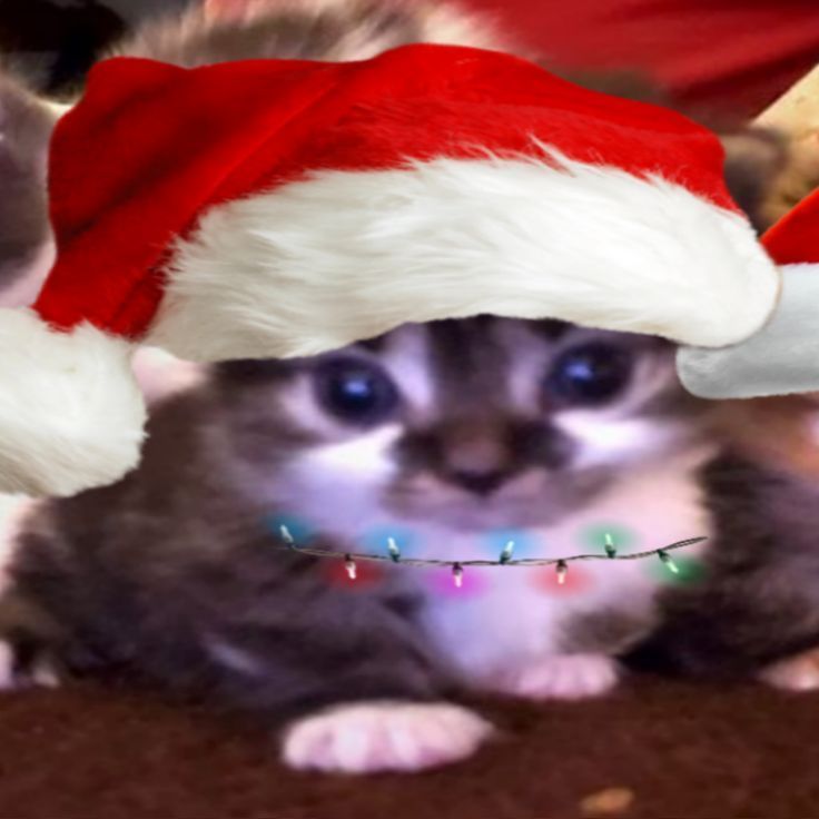 christmas discord pfp for gamers