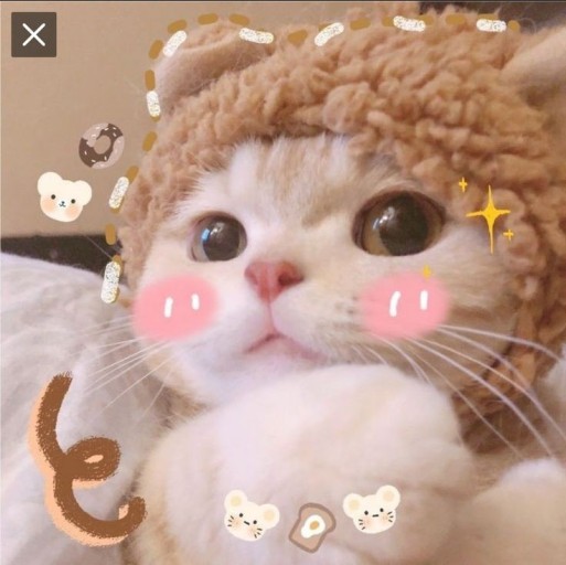 creative cat pfp designs