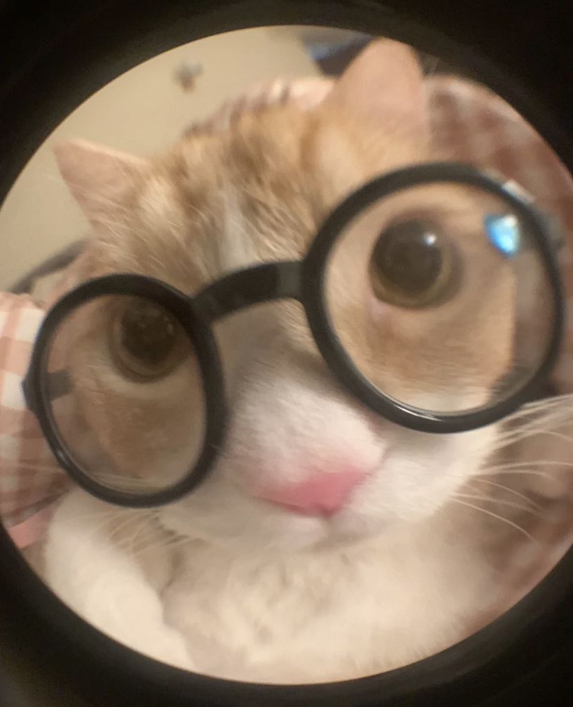 custom cat with glasses pfp editing tips