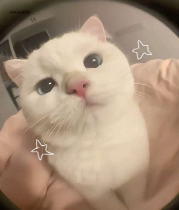 cute cat pfp collection