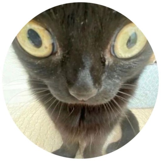 cute cat pfp for social media