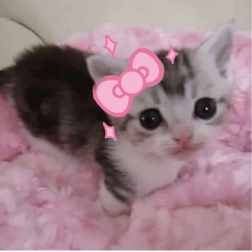 cute cat pfp 0028