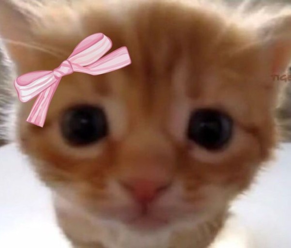 cute cat pfp 0041