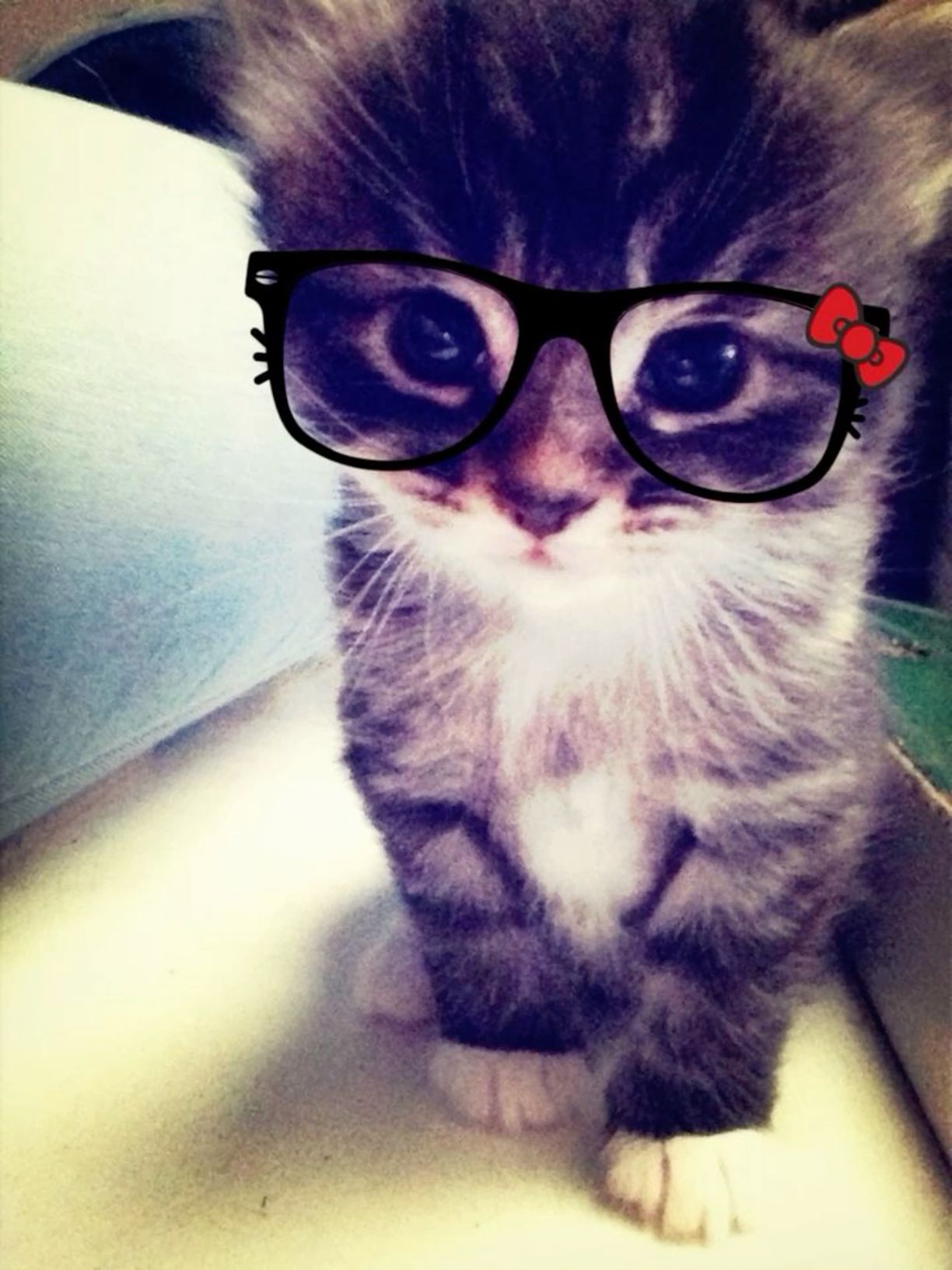 cute cat with glasses profile pictures