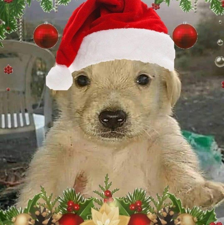 cute christmas pfp 0081