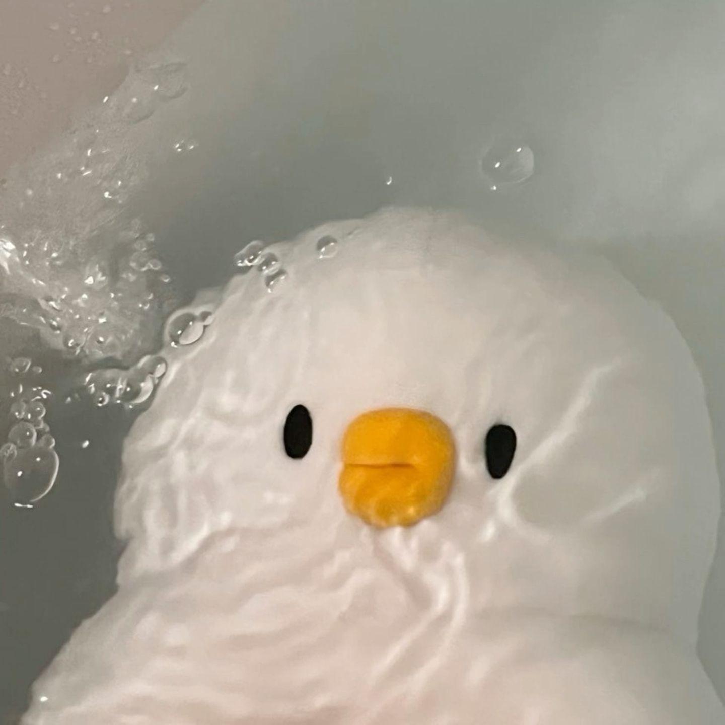 duck pfp 0020