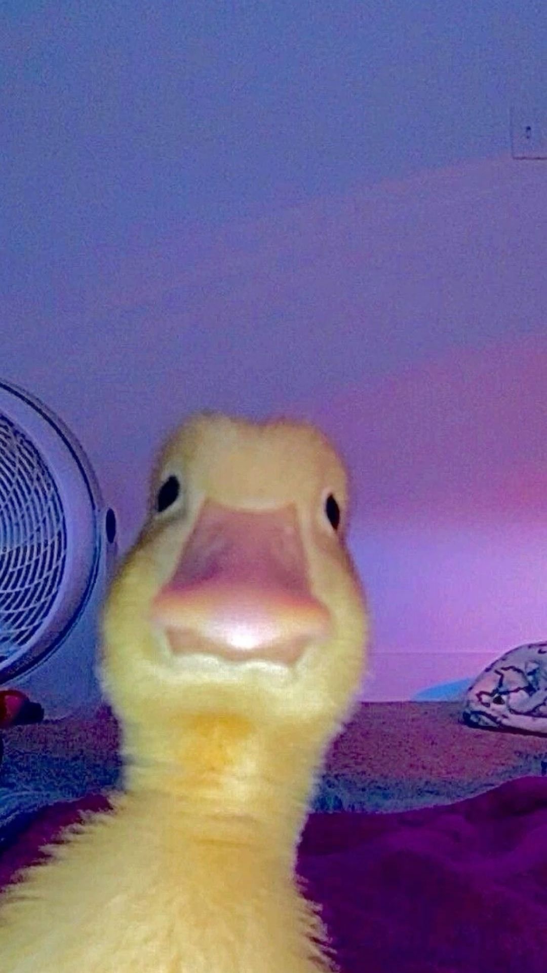 duck pfp 0029