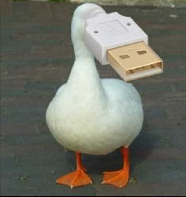 duck pfp 0039