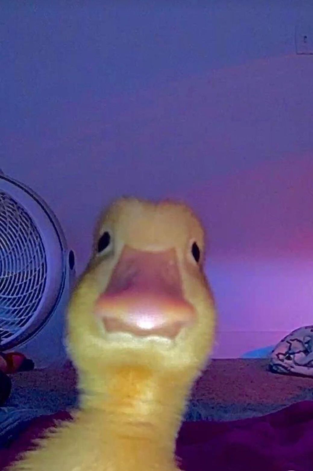 duck pfp 0044