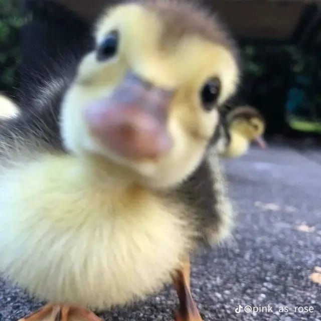 duck pfp 0049