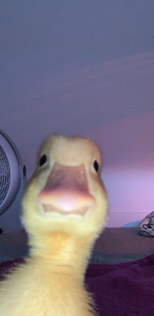 duck pfp 0054