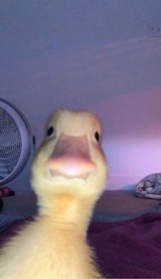 duck pfp 0078