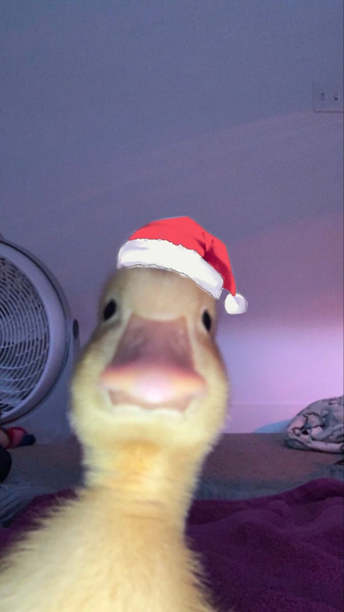 duck pfp 0079