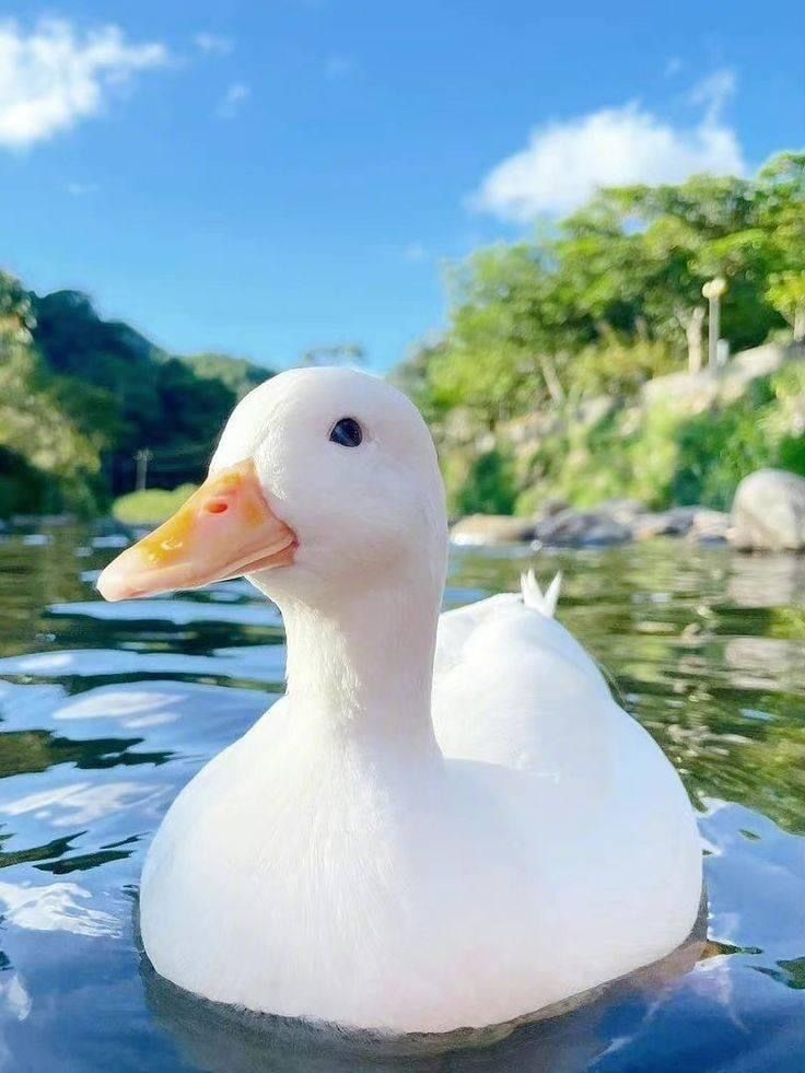 duck pfp 0080