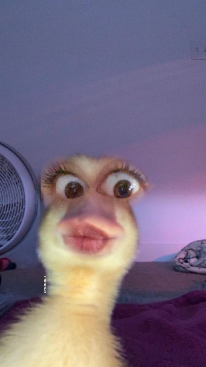 duck pfp 0090